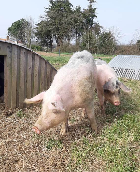 Vente directe à la ferme, vente produit bio à Saint-Père-en-Retz (44) 