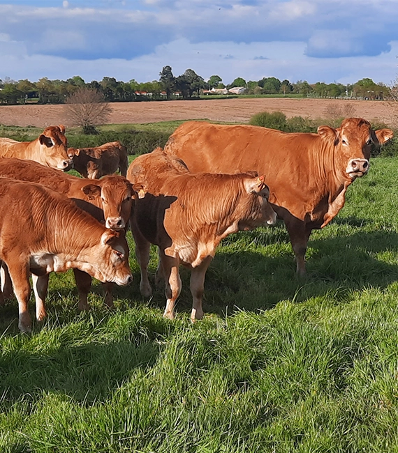 Vente directe à la ferme, vente produit bio à Saint-Père-en-Retz (44) 